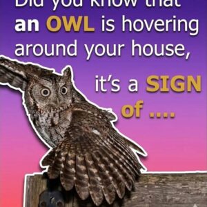 The Fascinating Reason Owls Visit Quiet Neighborhoods After Dark