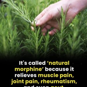 The benefits of this plant for older people: a natural ally for healthy aging