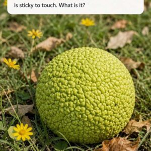 I stumbled across this strange, bumpy green ball under the trees. It looks almost like a brain and feels sticky to the touch. Any idea what it could be?.