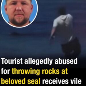 Tourist allegedly abused for throwing rocks at beloved seal receives vile surprise in the mail