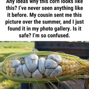 The Surprising Corn Discovery Many Gardeners Misunderstand